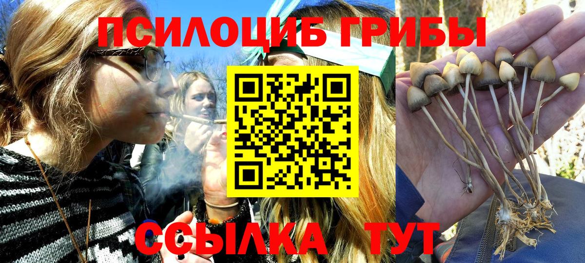 Псилоцибиновые грибы Psilocybe Воронеж